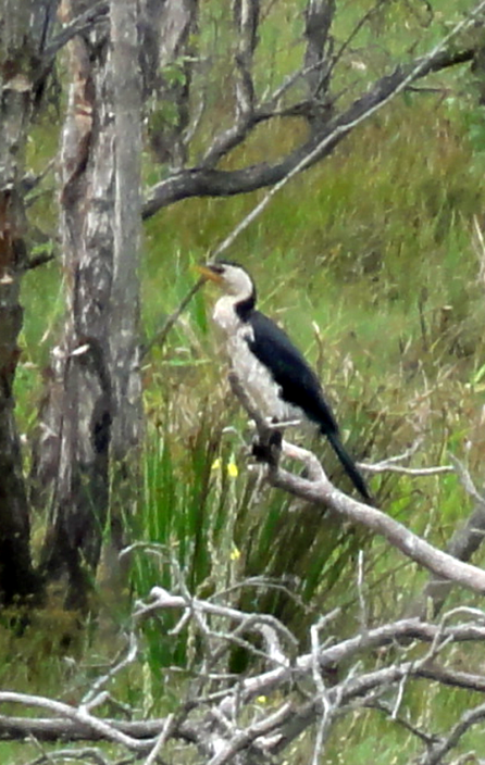 cormorant 1