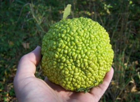 mockfruit